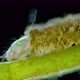 Chironomidae larva under a microscope, order Diptera - VideoHive Item for Sale
