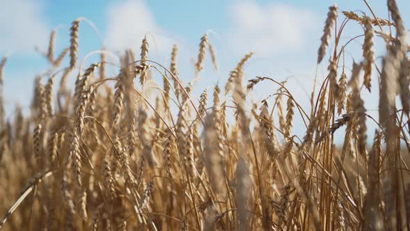 Ripe Wheat Ears Sway From the Light Wind