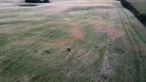 Drone following running male moose from high above in rural Alberta. Wildlife of Canadian prairies i