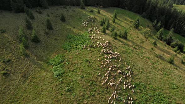 Aerial View of Flock of Sheep on Meadow in Mountains