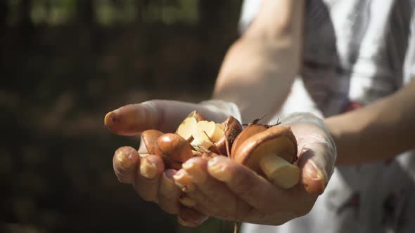 Girl Holding a Mushroom. Women Holds Mushrooms in the Palms.