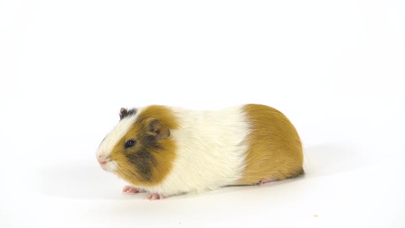 Short-haired Colored Guinea Pig at White Background in Studio. Slow Motion.