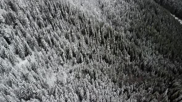 Drone Panning High Around Winter Forest