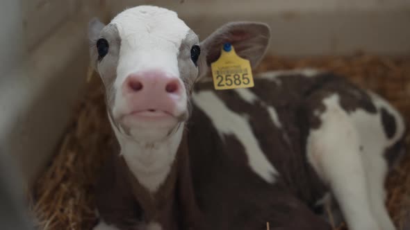 Young Cow Looking Camera Relaxing on Hay Modern Veterinary Facility Closeup