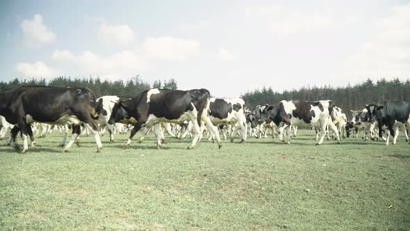 Cows on a Pasture Farm