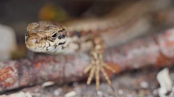 Close up shot showing face details of lizard in focus and blurred background