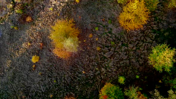 Beautiful Autumn Trees