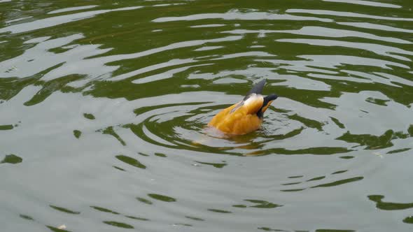 Ruddy Shelduck on Water