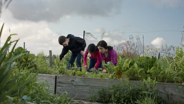 Two gilrs and a boy on an organic vegetables garden working and talking