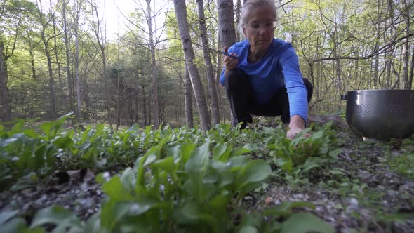 Mature, beautiful woman picking fresh, home grown arugula in a garden. The ultimate farm to table. S