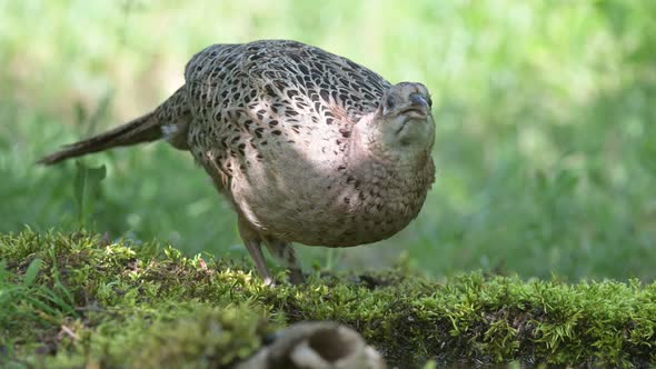 Female common pheasant Phasianus colchicus in the wild drinks water. Sounds of nature