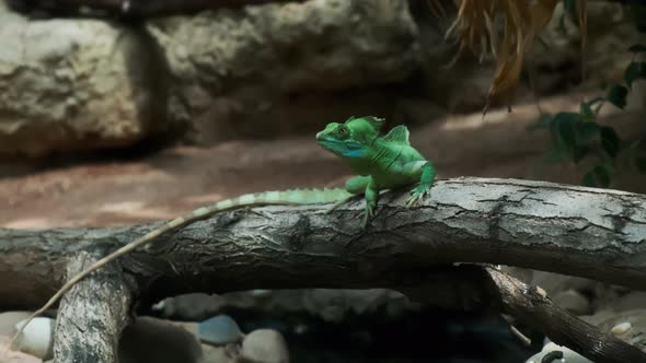 Close Up View of Chameleon on the Branch in the Terrarium