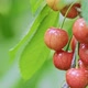 Macro of Red and Ripe Wild Cherry Fruits Growing on a Tree Branch in Clusters - VideoHive Item for Sale