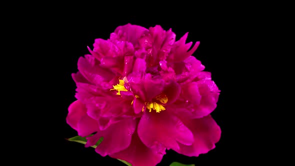 Time Lapse of Beautiful Red Peony Flowers Blooming