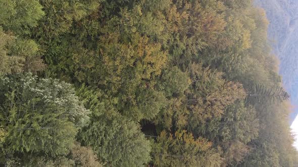 Vertical Video Aerial View of Trees in the Forest