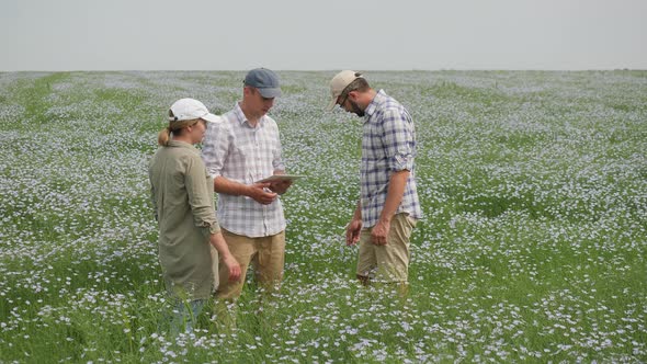 A Team of Young Farmers Inspect the Flowering of Flax in the Field