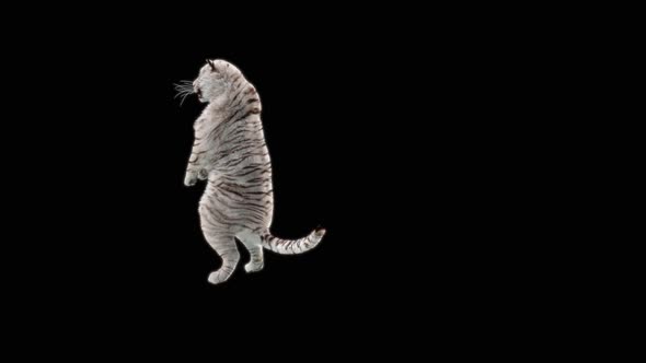 68 White Tiger Dancing HD