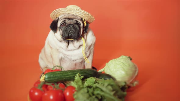 Pug Farmer with Organic Vegetables