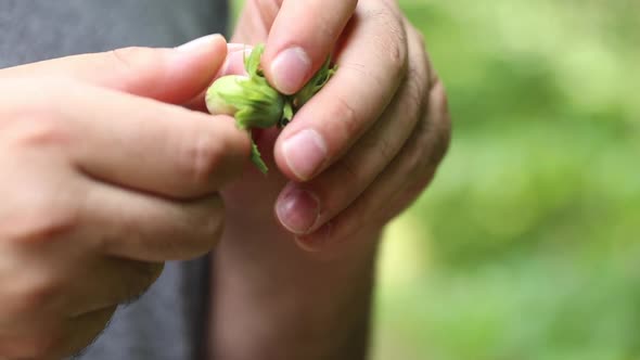 Hazelnuts Hand