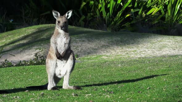cute young kangaroo shakes its ears and rubs its face