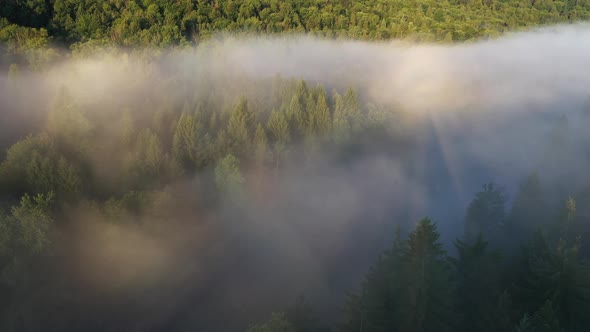 Forest Fog Landscape