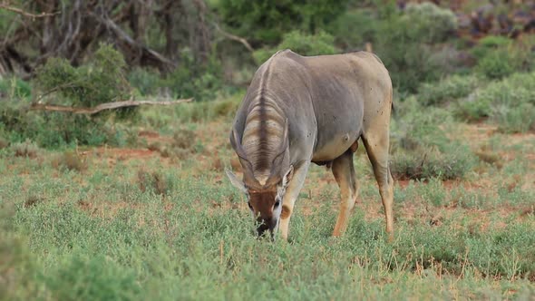 Feeding Eland Antelope