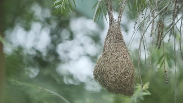 Beautiful Male Baya Weaver bird working on his nest to court mates slow motion