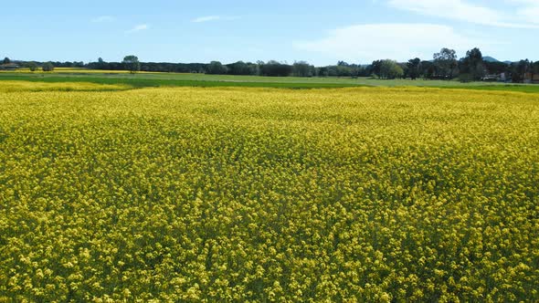 Aerial View of Colorful Raps Field in Sunny Spring