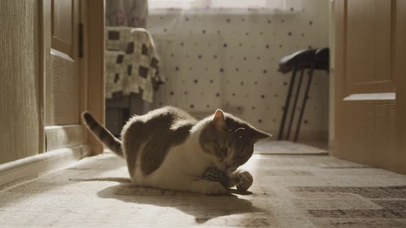 A White Domestic Cat Playing with a Toy Under Sun Light and Running Away