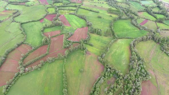 Borders of Trees and Green Fields in Plain