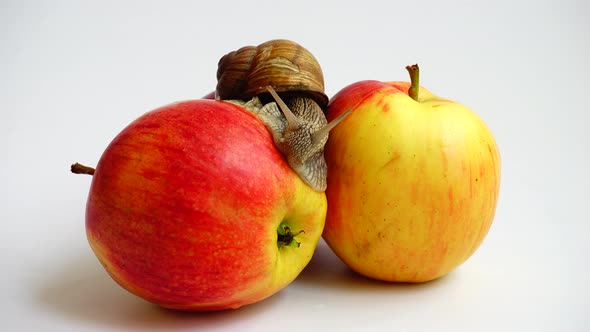 Snail on Apples