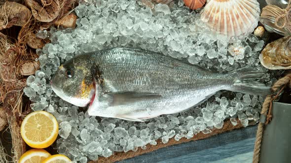 Super Slow Motion Shot of Falling Fresh Bream Fish Into Crushed Ice at 1000 Fps