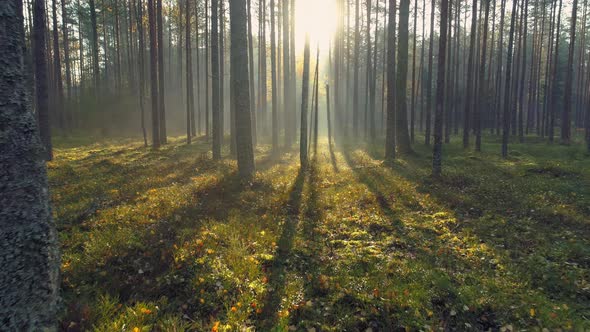 Fairy Tale Forest at Sunrise