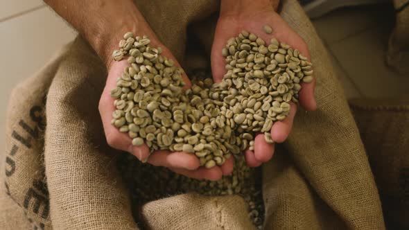 Farmer's Hand in a Bag of Coffee Beans Checks the Harvest