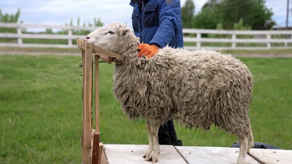 Farmer shearing sheep for wool in barn