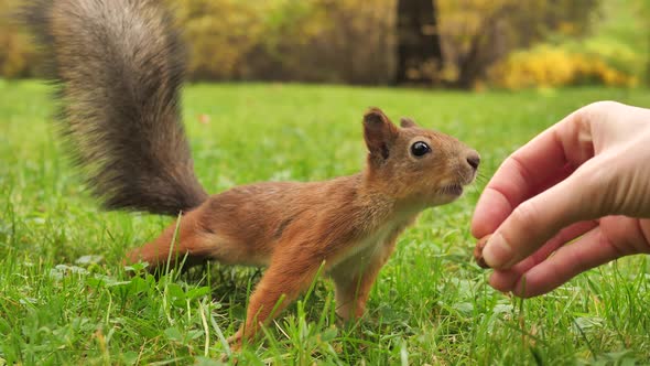 A Woman's Hand in Closeup Feeds a Fluffy Squirrel with Hazelnuts in an Autumn Park