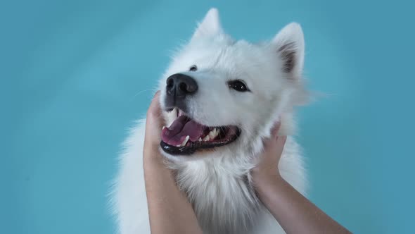 An Overhead View of a Samoyed Spitz Enjoying the Female Hands Stroking Him