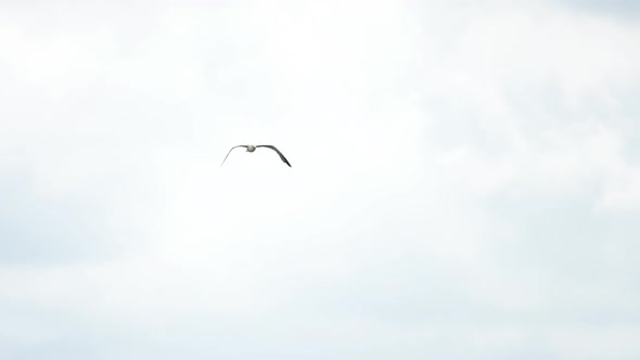 Seagull in Amsterdam Airport