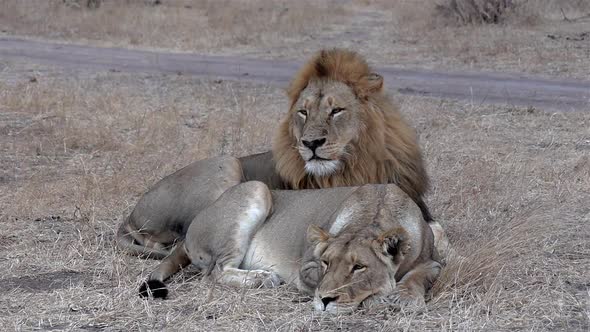 Male lion lies next to lioness and surveys near dirt road, close view