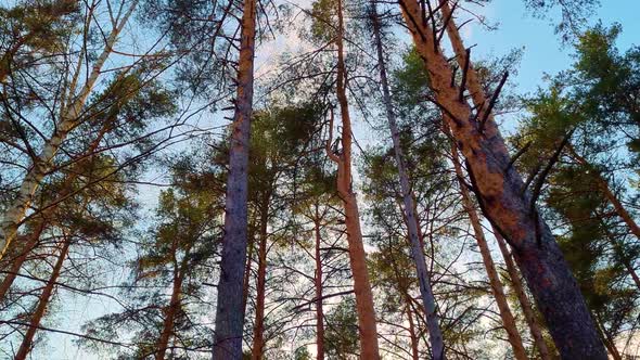 Bottom View of Tall Pines in Forest