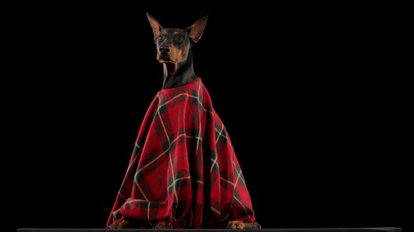 Profile of a Portrait of a Dark Brown Doberman in a Red Plaid Blanket
