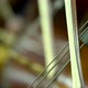 Cello bow playing the strings on an instrument - VideoHive Item for Sale
