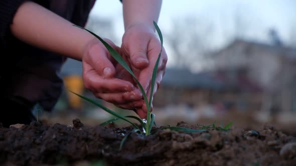 Watering a Young Plant From Palms 