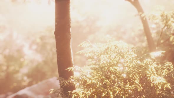 Colorful Mystical Forest with Sun Ray and Lens Flare at Morning