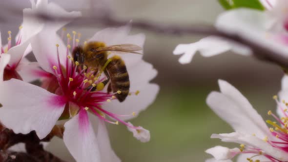 Bee On Flower 81