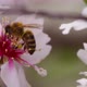 Bee On Flower 81 - VideoHive Item for Sale