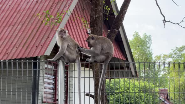 Two wild long tailed macaques spotted on the wire fence in residential neighborhood, one yawning whi
