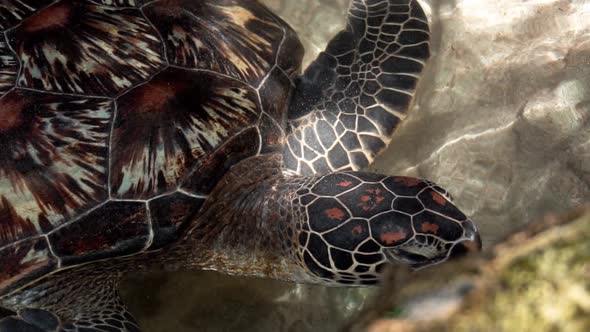 Sea turtle searching for food near the shore. Sea turtles are the largest living reptile.