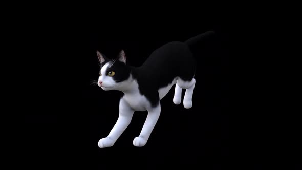 Black and White Cat Fast Run Front Side View,