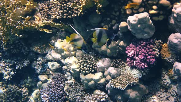 Coral Reef in the Red Sea Underwater Colorful Tropical